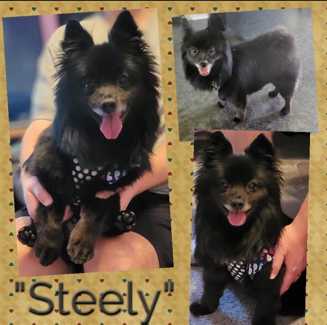 Steely, an adoptable Pomeranian in Lebanon, PA, 17046 | Photo Image 2