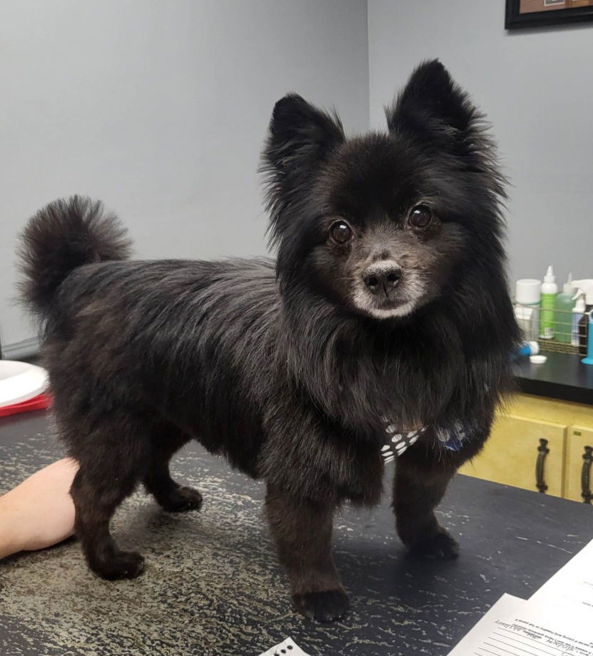 Steely, an adoptable Pomeranian in Lebanon, PA, 17046 | Photo Image 3