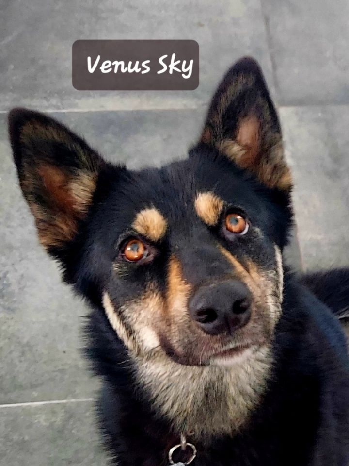 Venus Sky 3