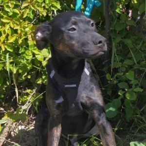 Benito Chi, Adult Male Terrier