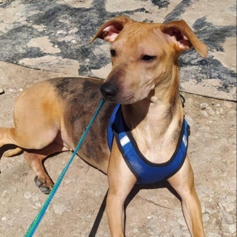 Amiga, an adoptable Greyhound, Terrier in San Diego, CA, 92130 | Photo Image 1