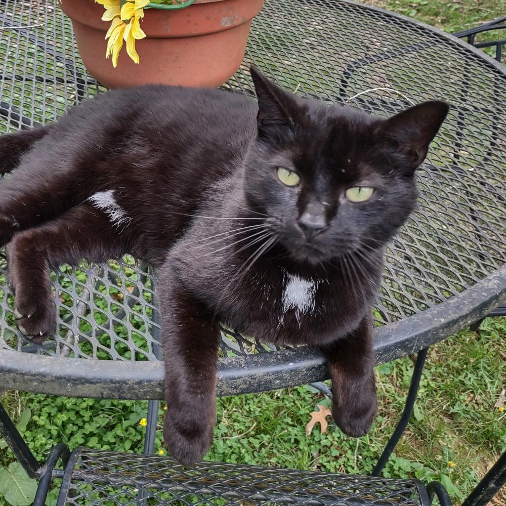 Presley - MISSING, an adoptable American Shorthair in Lynchburg, VA, 24502 | Photo Image 1