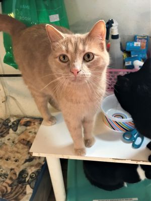Butters, Adult Female Tabby