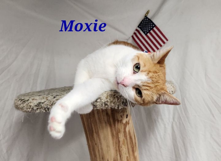 Moxie 3