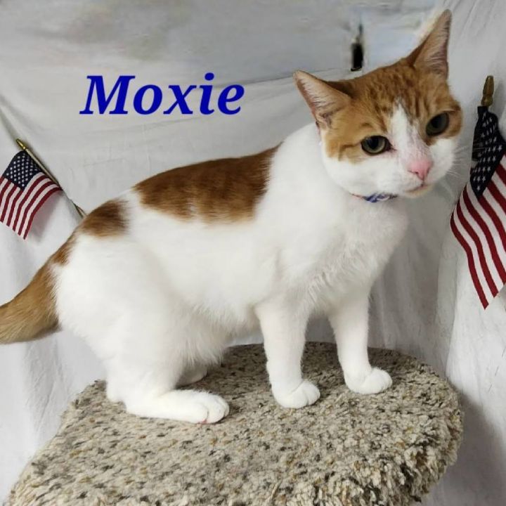 Moxie 1