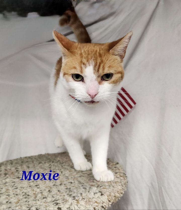 Moxie 4