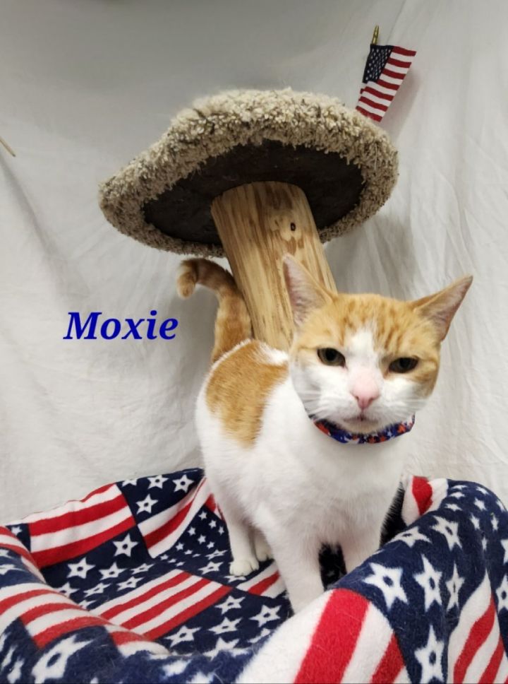 Moxie, an adoptable Domestic Short Hair Mix in Whitewater, WI_image-6