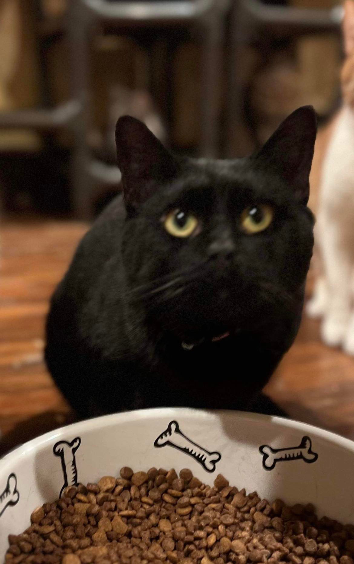 CALLAN, an adoptable Domestic Short Hair in Capshaw, AL, 35742 | Photo Image 1