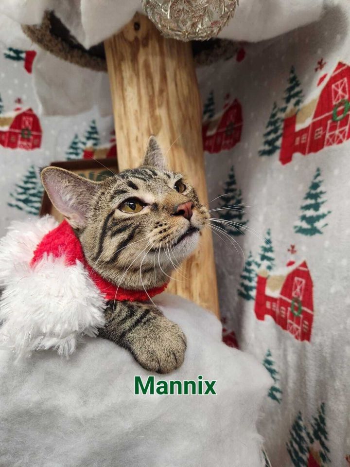 Mannix, an adoptable Domestic Short Hair Mix in Whitewater, WI_image-1