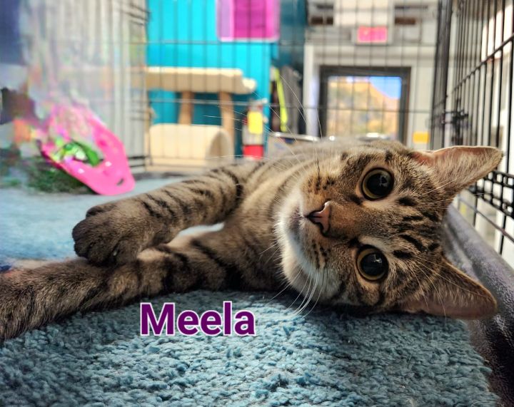 Meela, an adoptable Domestic Short Hair Mix in Whitewater, WI_image-1