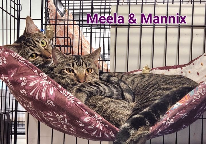 Meela, an adoptable Domestic Short Hair Mix in Whitewater, WI_image-3