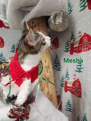 Meesha