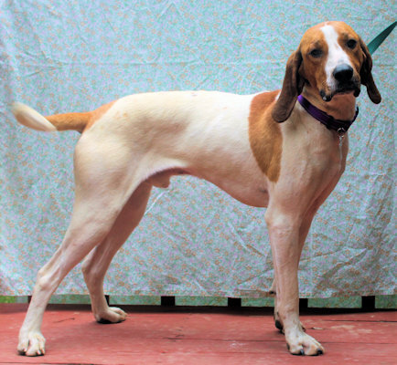 Johnny Tumbleweed (GA), an adoptable English Coonhound in Ranger, GA_image-1