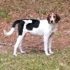 Little Susie (SC) , an adoptable Treeing Walker Coonhound in Tybee Island, GA_image-1