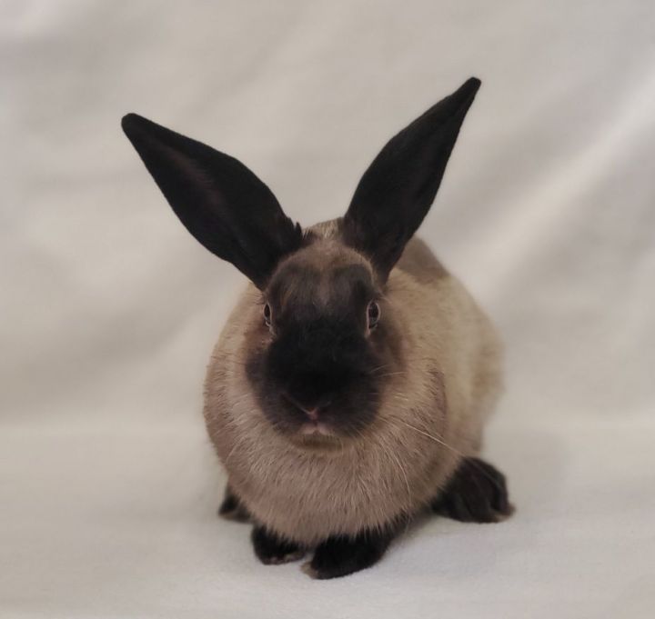 American tan hot sale rabbit