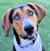 Inzo (NM), an adoptable Black and Tan Coonhound in Jackson, CA_image-1