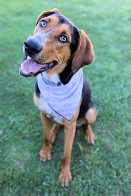 Inzo (NM), an adoptable Black and Tan Coonhound in Jackson, CA_image-2
