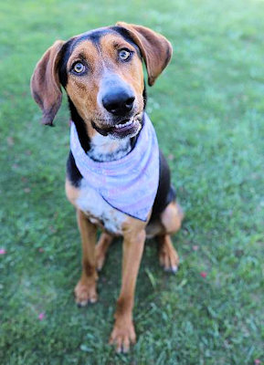 Inzo (NM), an adoptable Black and Tan Coonhound in Jackson, CA_image-3