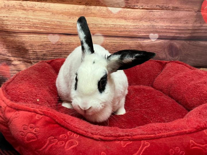Boudicea , an adoptable Bunny Rabbit in Youngstown, OH_image-1