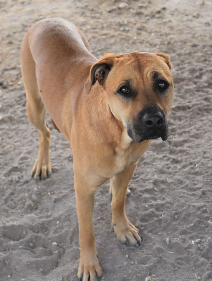 Callie, an adoptable Mastiff & Boxer Mix in Fallon, NV_image-1