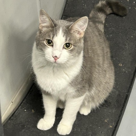 Greyson, an adoptable Domestic Short Hair in Carroll, IA, 51401 | Photo Image 1