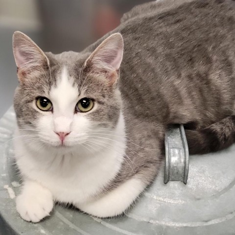 Greyson, an adoptable Domestic Short Hair in Carroll, IA, 51401 | Photo Image 2