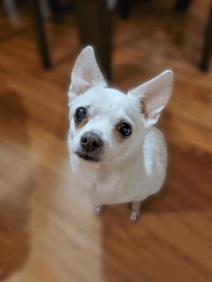 Sugar, an adoptable Chihuahua in Running Springs, CA_image-1