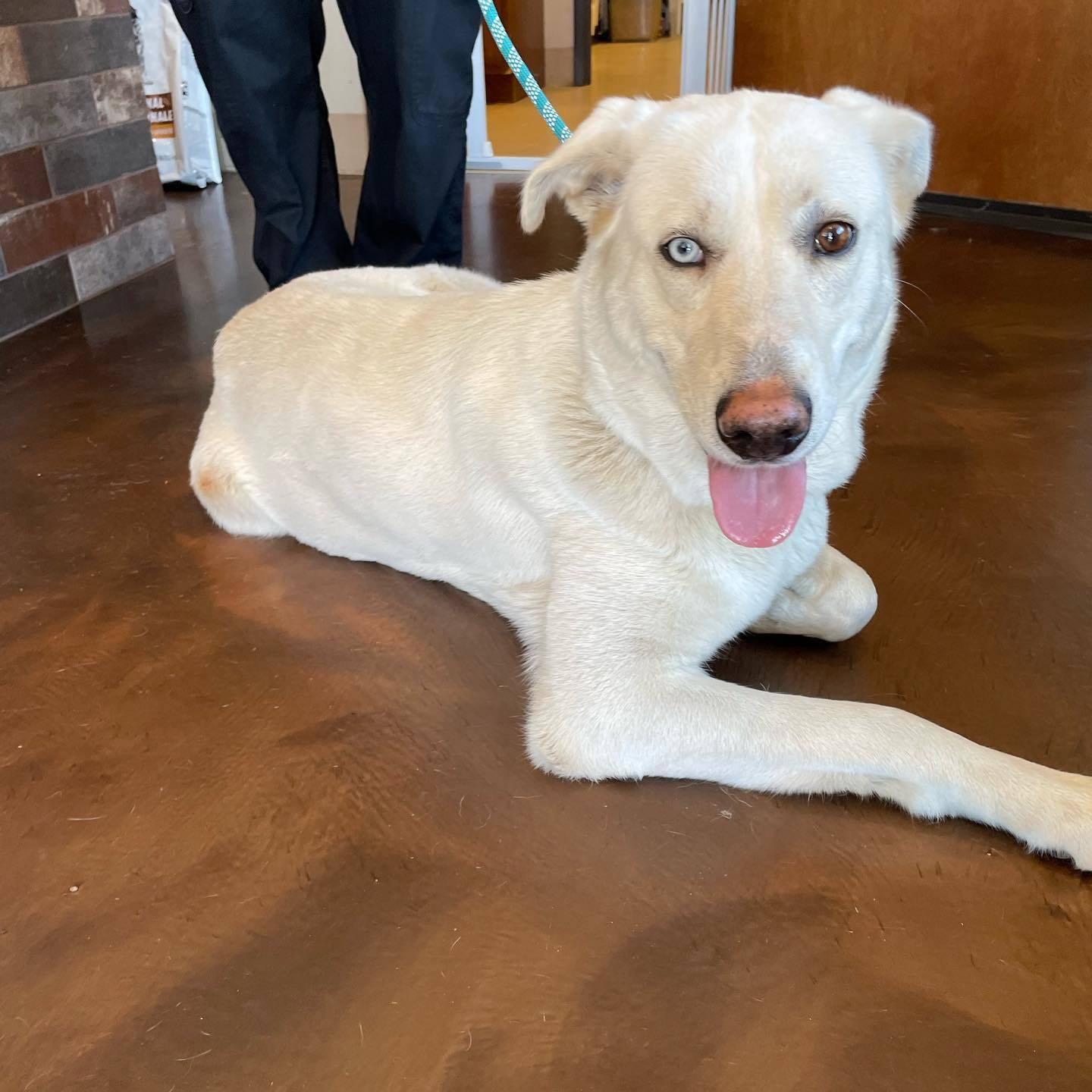 Genny, an adoptable Akbash, Siberian Husky in Whitewright, TX, 75491 | Photo Image 1