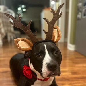Hazel