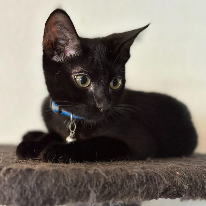 Poppy, an adopted Domestic Short Hair in Tustin, CA_image-2