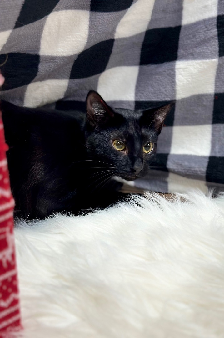 Poppy, an adopted Domestic Short Hair in Tustin, CA_image-4