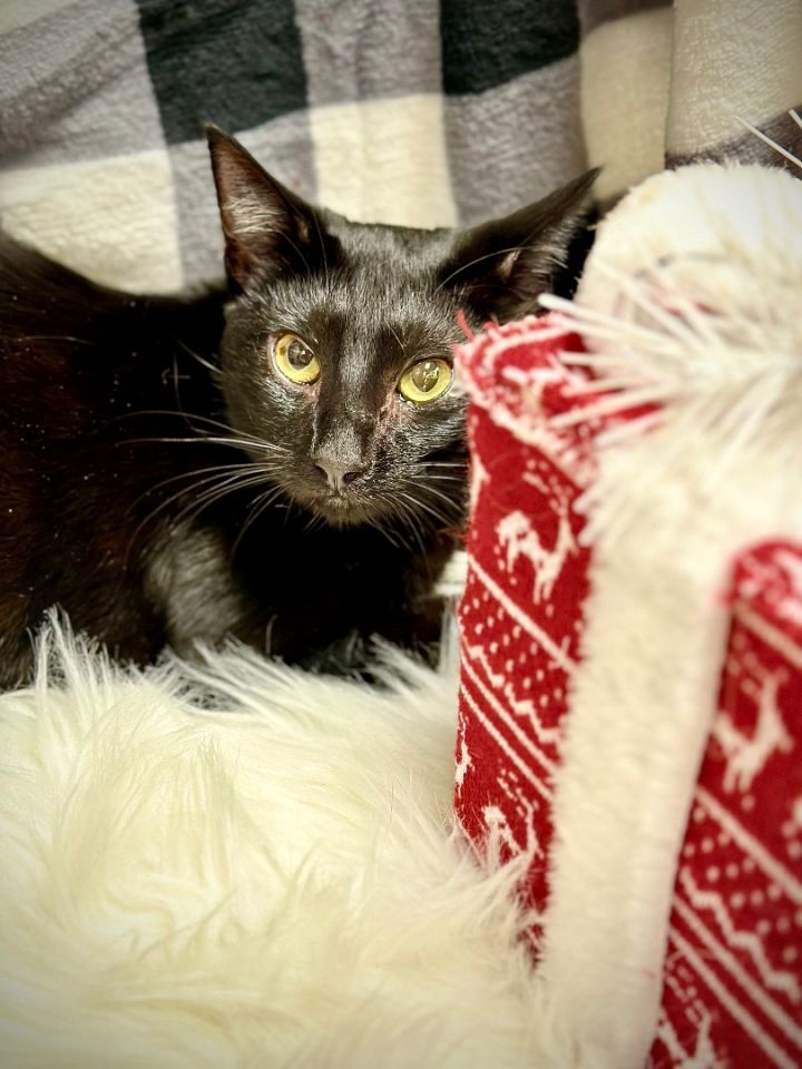 Poppy, an adopted Domestic Short Hair in Tustin, CA_image-5
