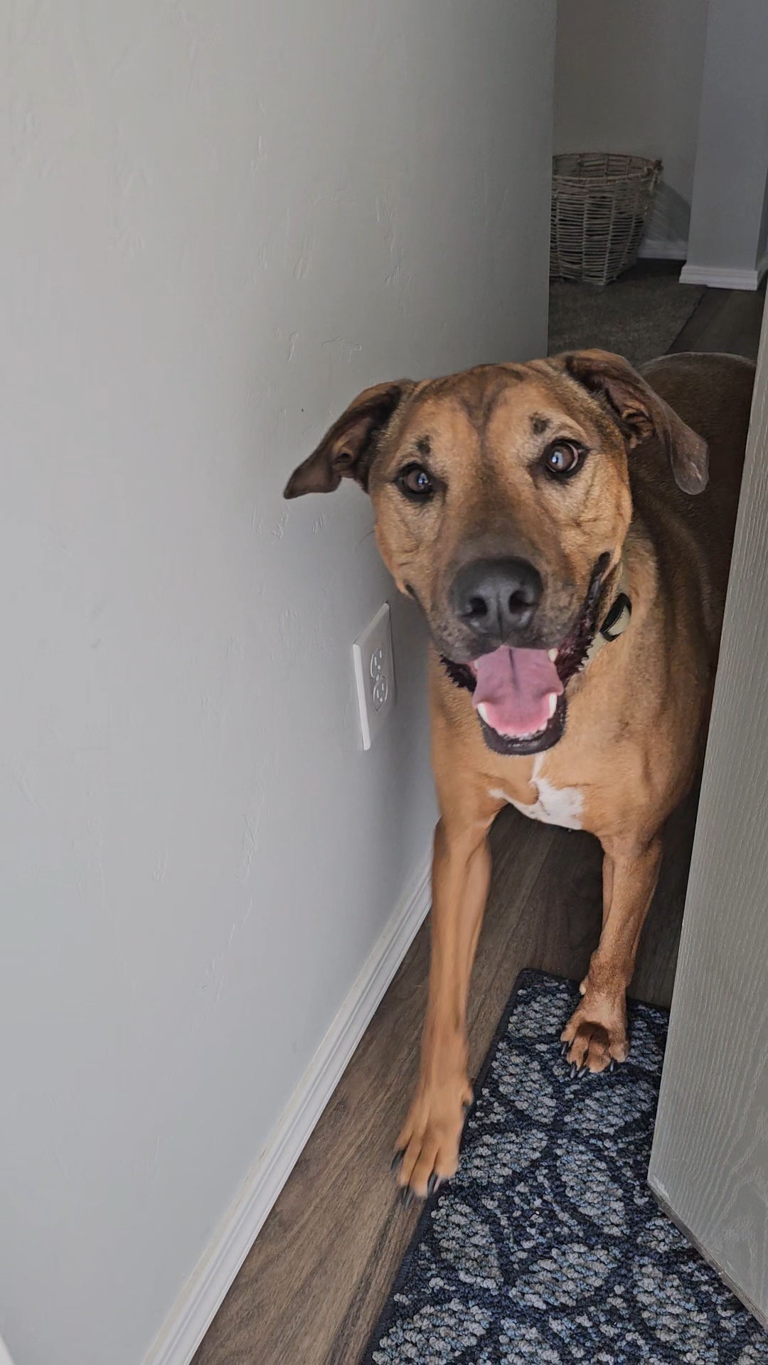 Banjo, an adoptable Labrador Retriever, Black Mouth Cur in Twin Falls, ID, 83301 | Photo Image 1