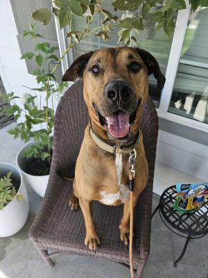 Banjo