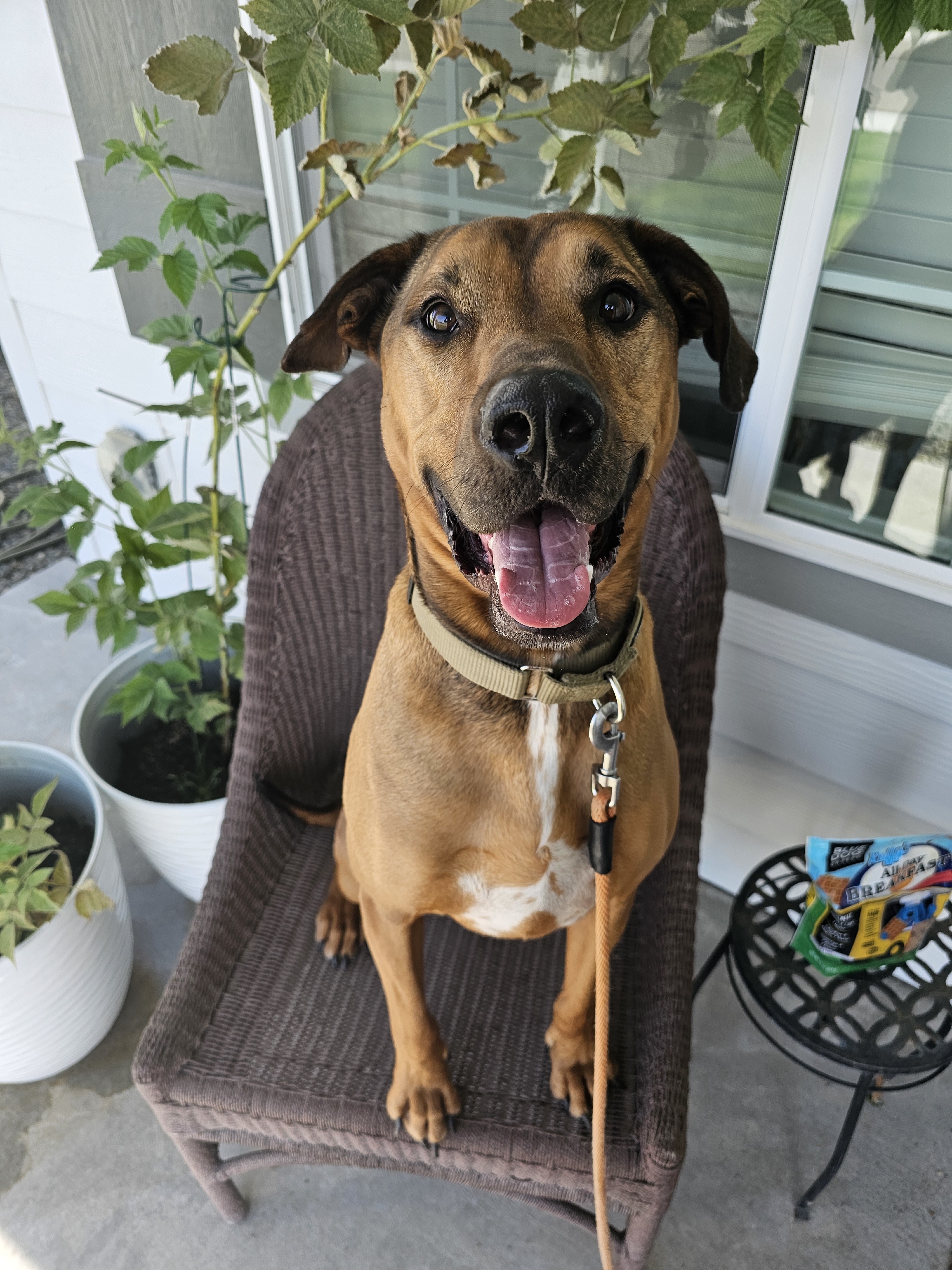 Banjo, an adoptable Labrador Retriever, Black Mouth Cur in Twin Falls, ID, 83301 | Photo Image 2