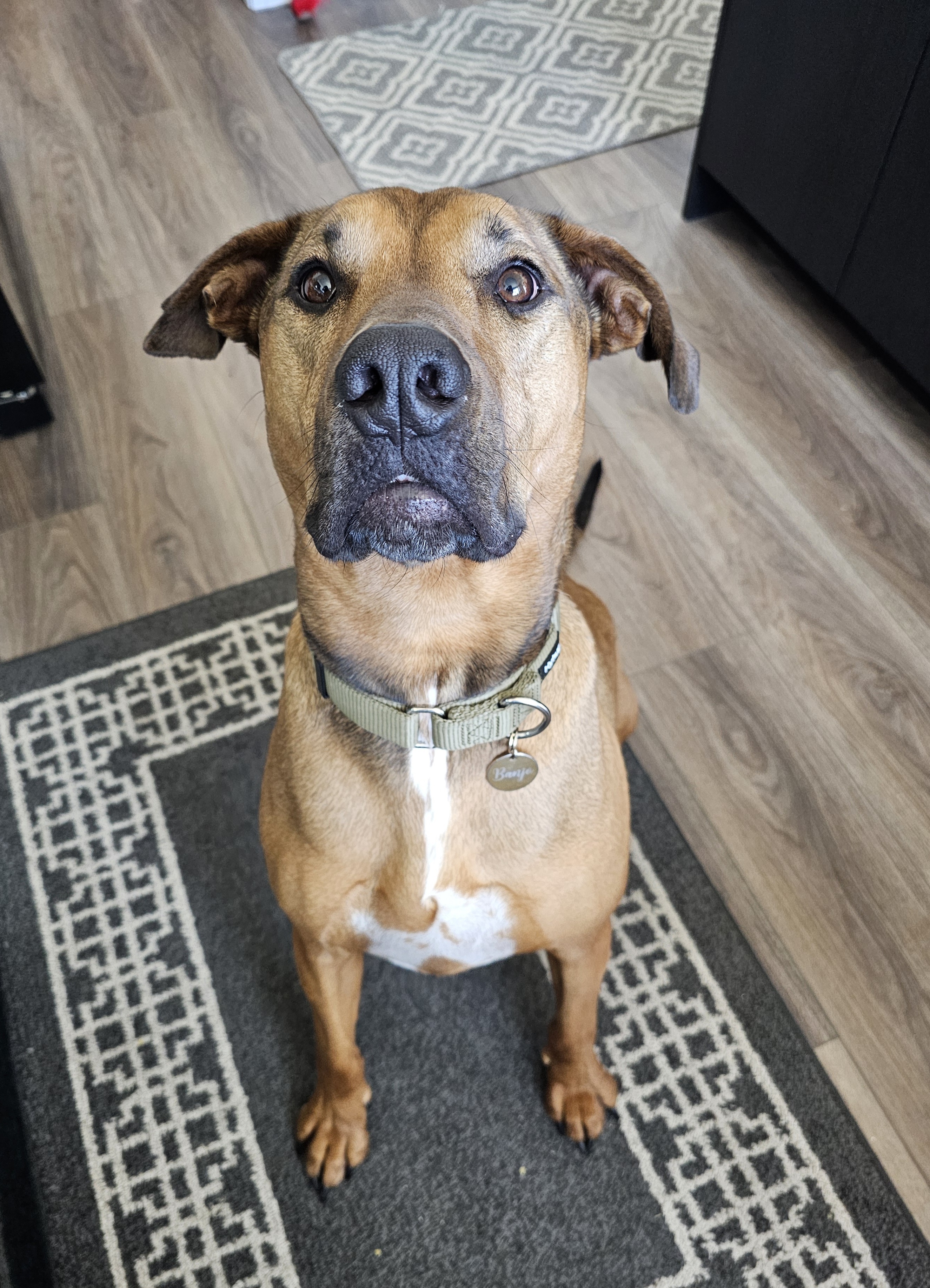 Banjo, an adoptable Labrador Retriever, Black Mouth Cur in Twin Falls, ID, 83301 | Photo Image 3