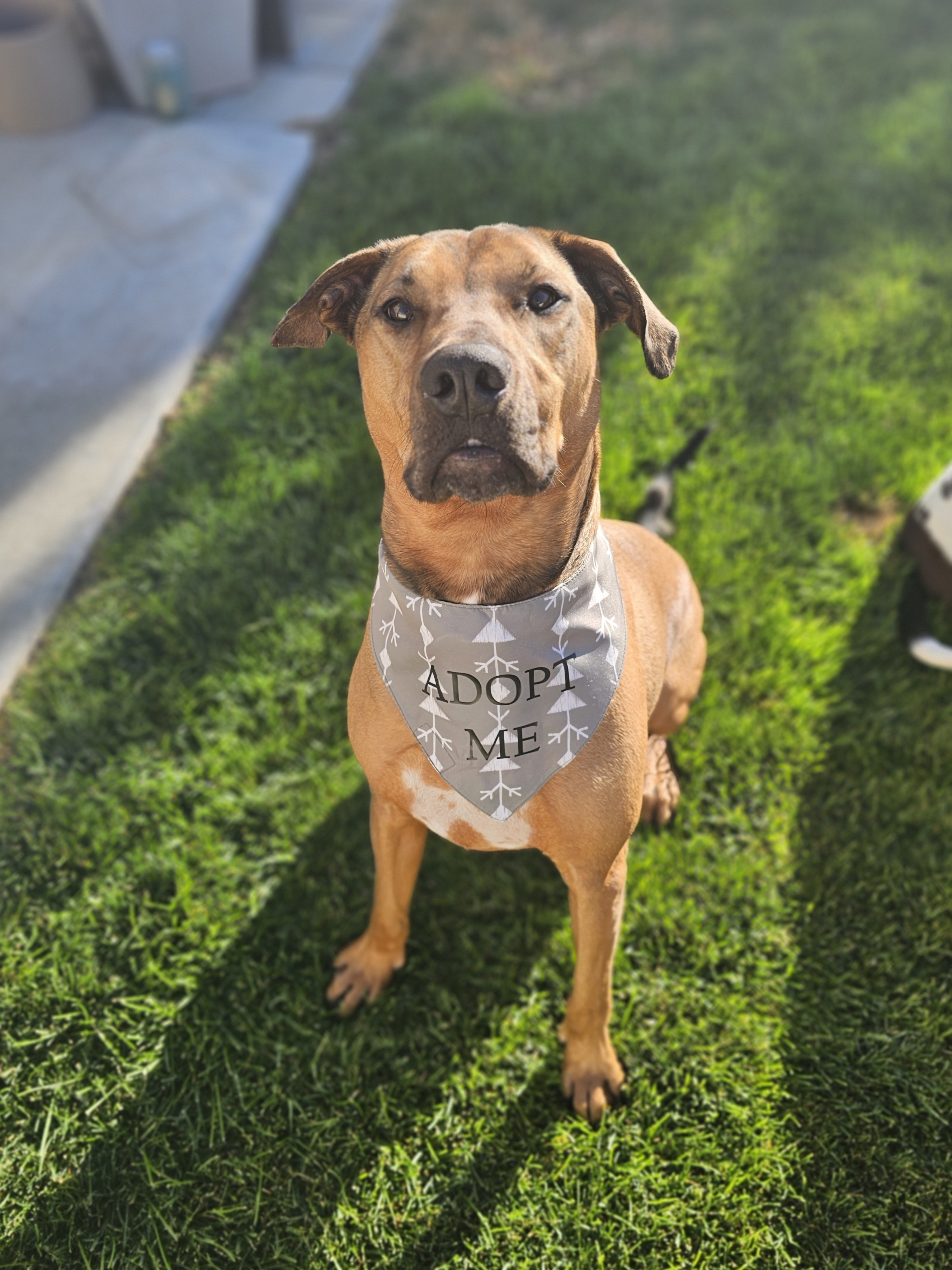 Banjo, an adoptable Labrador Retriever, Black Mouth Cur in Twin Falls, ID, 83301 | Photo Image 4