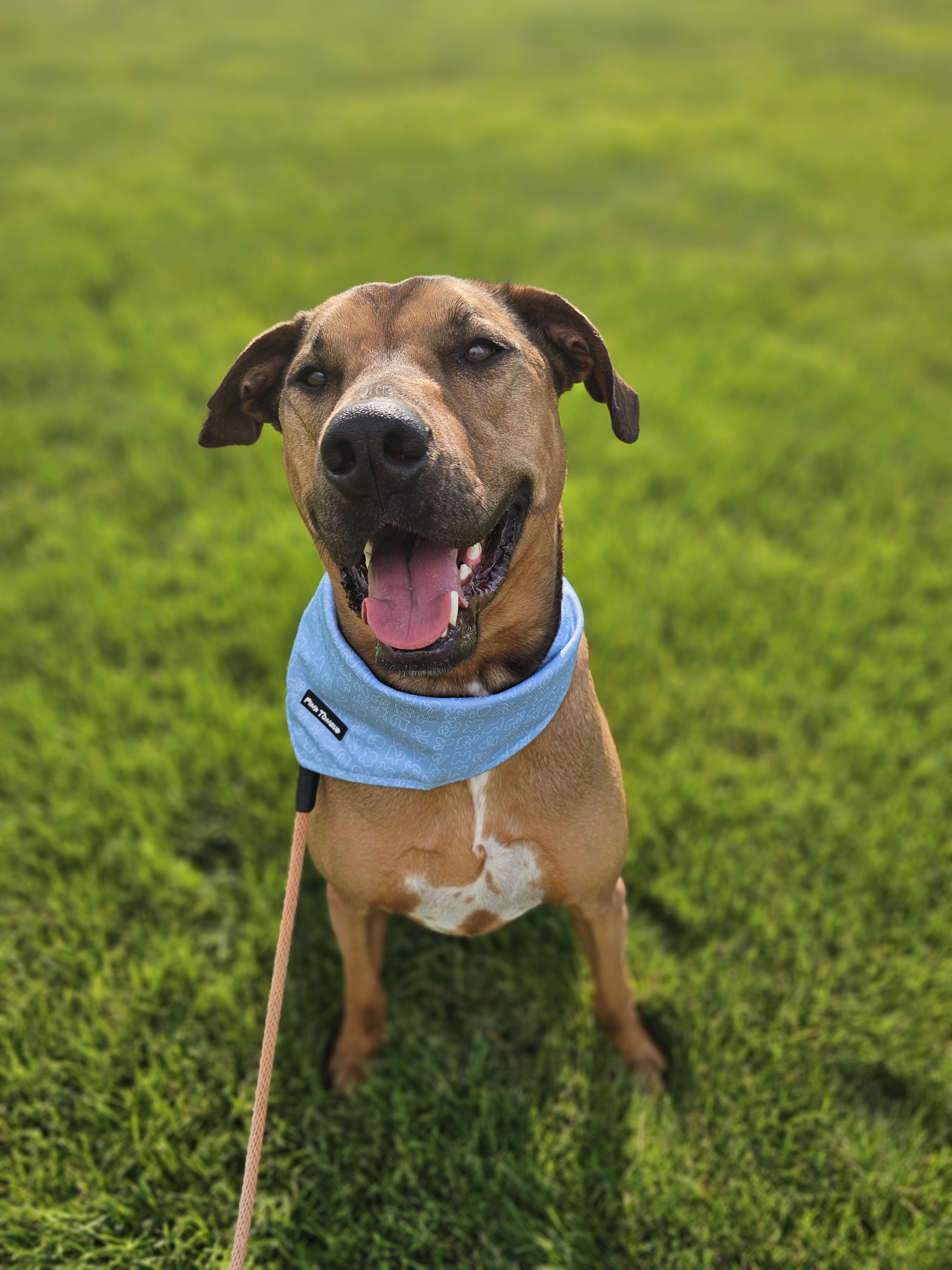 Banjo, an adoptable Labrador Retriever, Black Mouth Cur in Twin Falls, ID, 83301 | Photo Image 5