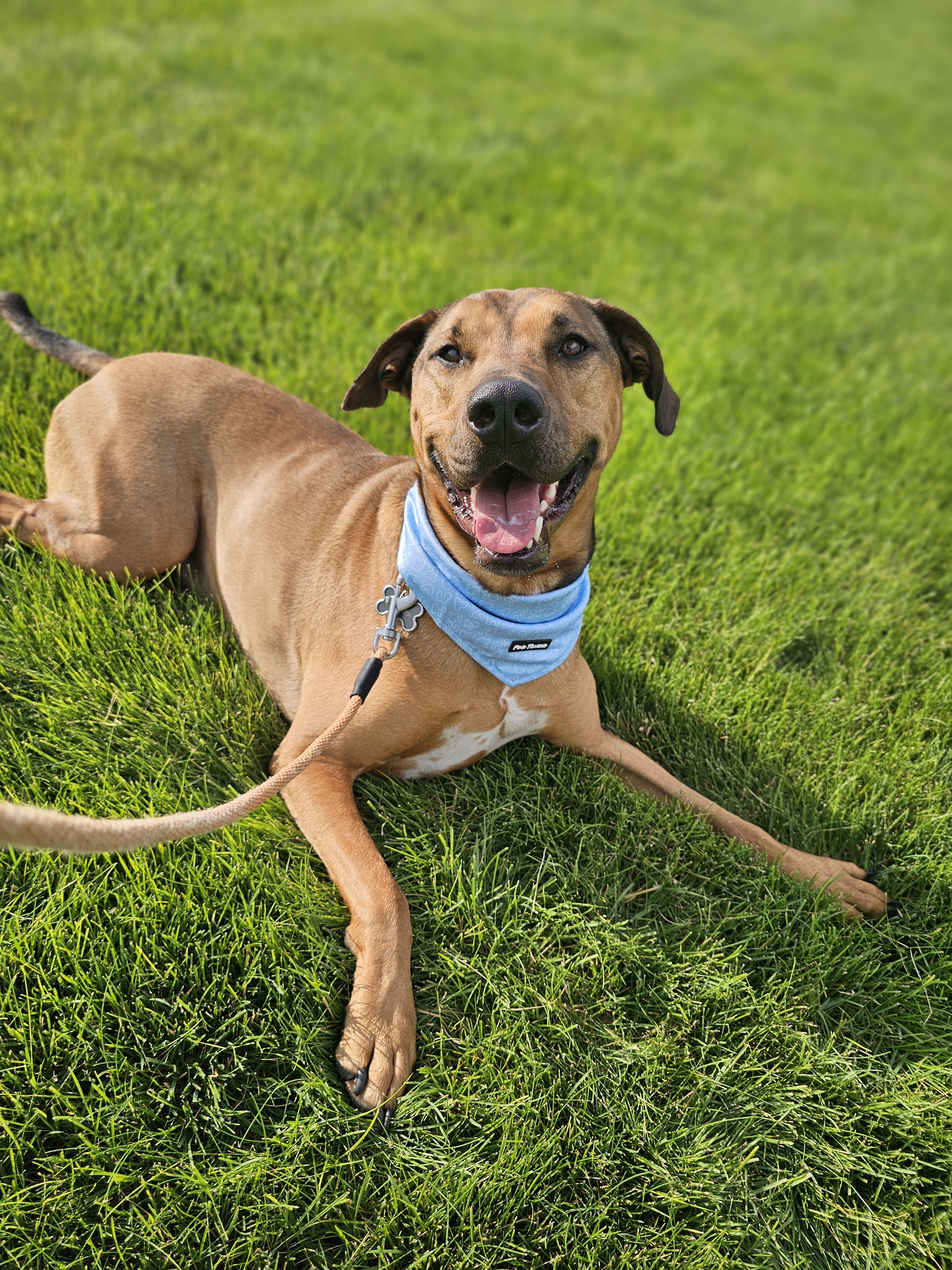 Banjo, an adoptable Labrador Retriever, Black Mouth Cur in Twin Falls, ID, 83301 | Photo Image 6