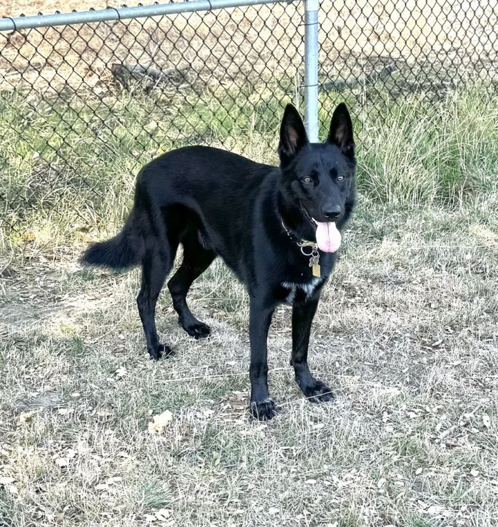 Black german shepherd and husky fashion mix