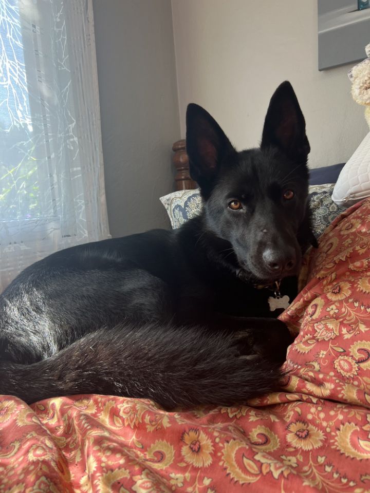 Finn, an adoptable German Shepherd Dog & Siberian Husky Mix in San Jose, CA_image-4