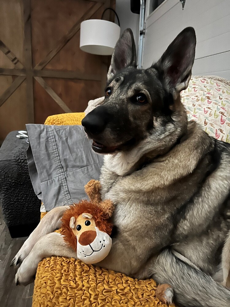 Luna, an adoptable German Shepherd Dog in Newcastle, CA, 95658 | Photo Image 1