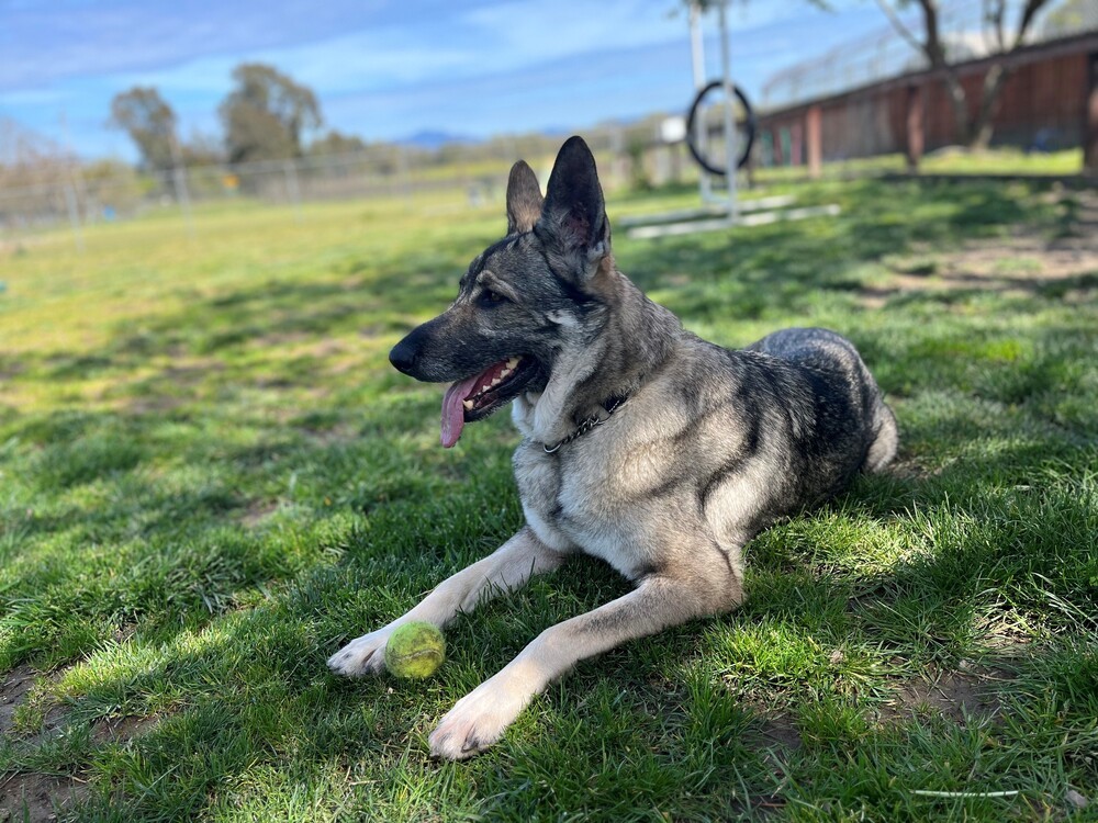 Luna, an adoptable German Shepherd Dog in Newcastle, CA, 95658 | Photo Image 2