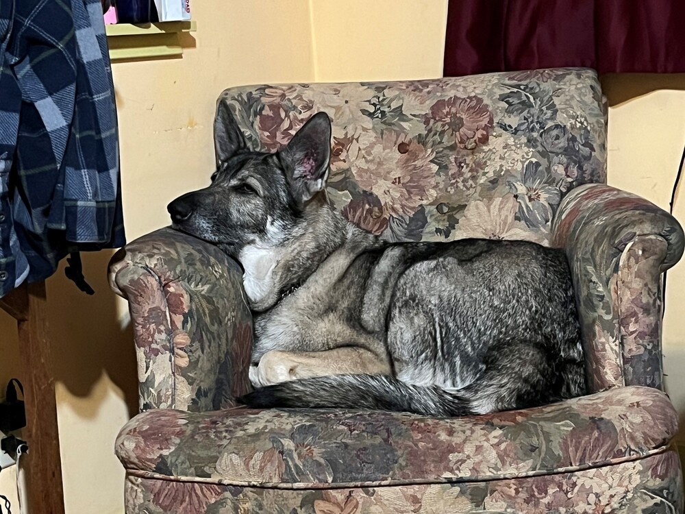 Luna, an adoptable German Shepherd Dog in Newcastle, CA, 95658 | Photo Image 4