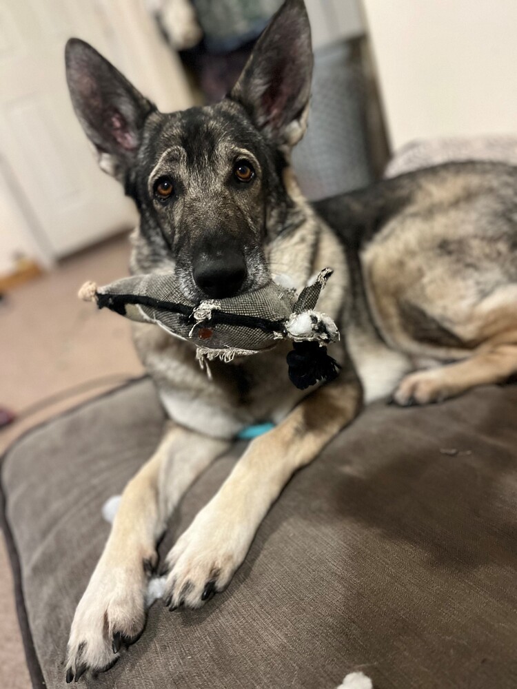 Luna, an adoptable German Shepherd Dog in Newcastle, CA, 95658 | Photo Image 5