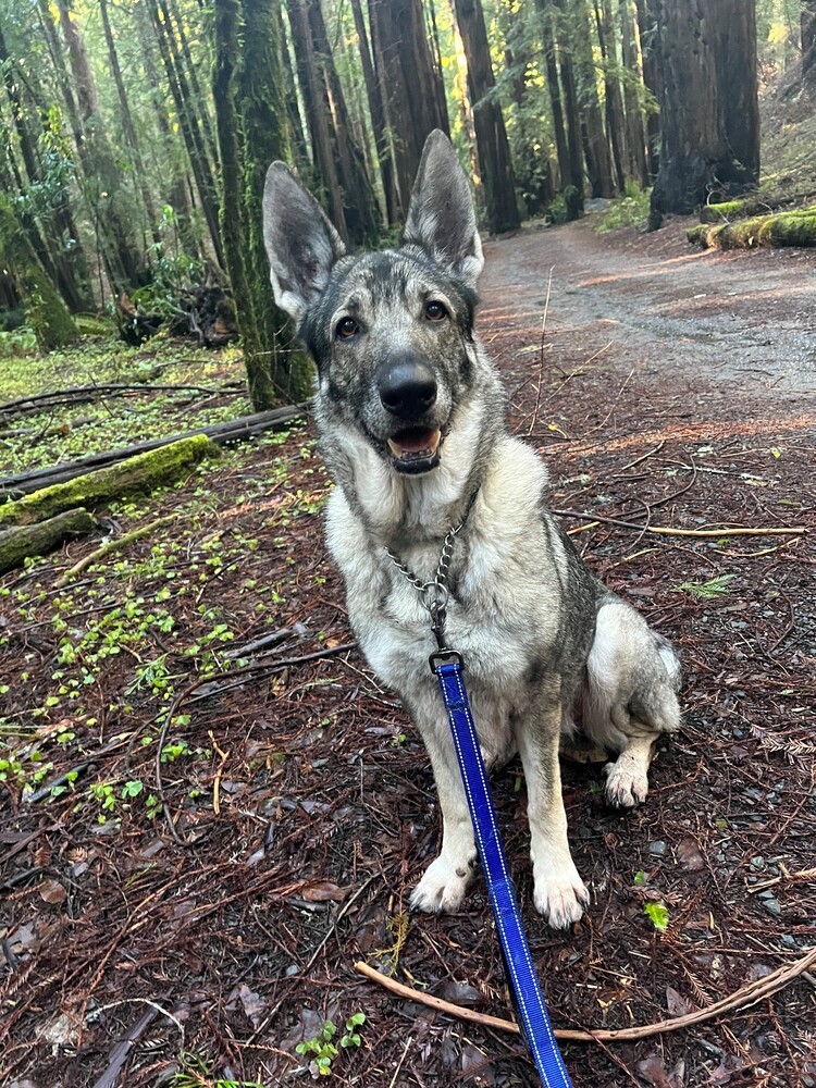 Luna, an adoptable German Shepherd Dog in Newcastle, CA, 95658 | Photo Image 6