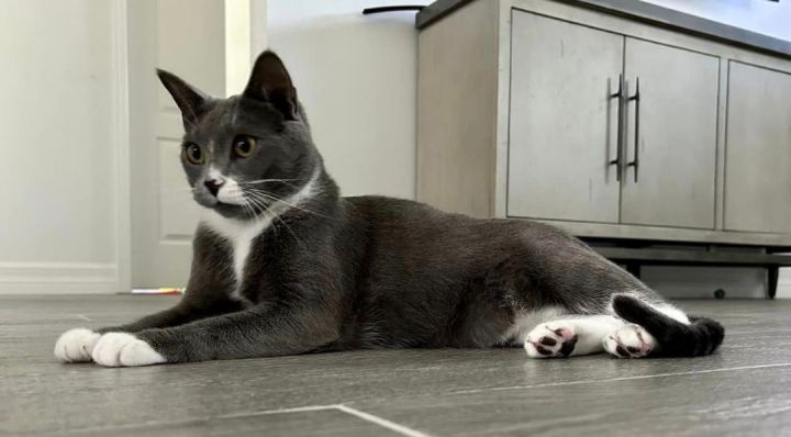 Mr. Grey, an adoptable Russian Blue Mix in West Melbourne, FL_image-5