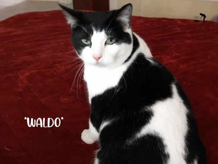 Waldo 1