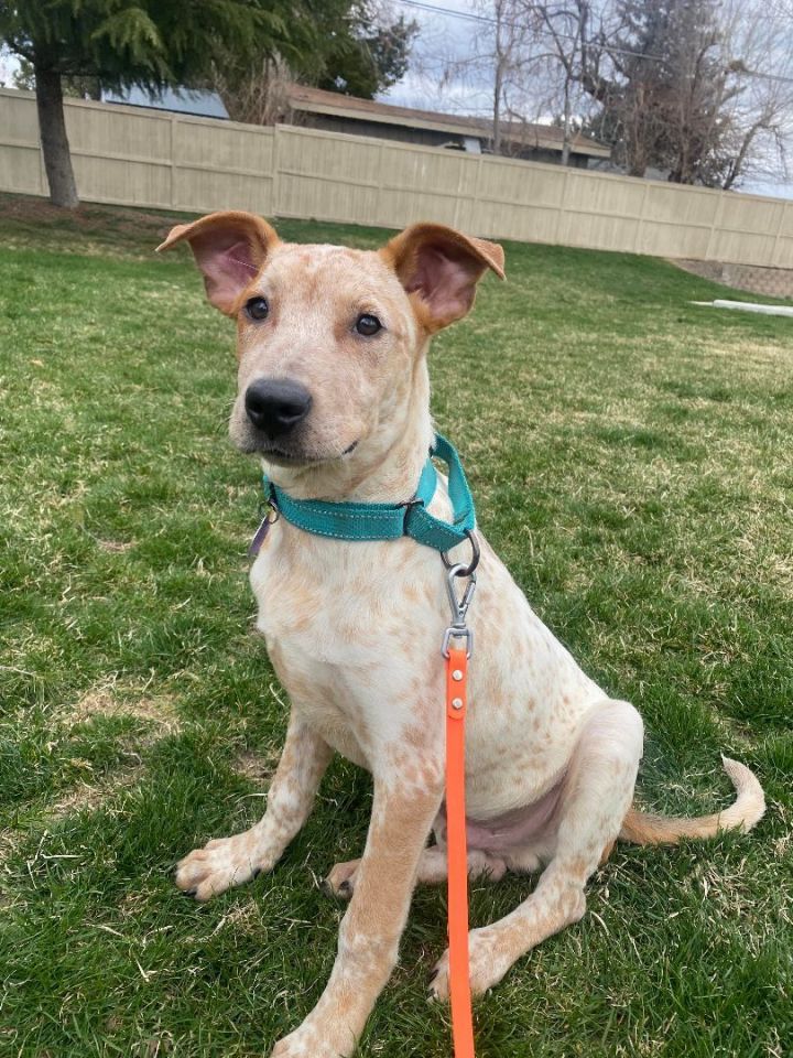 can a australian cattle dog and a italian greyhound be friends