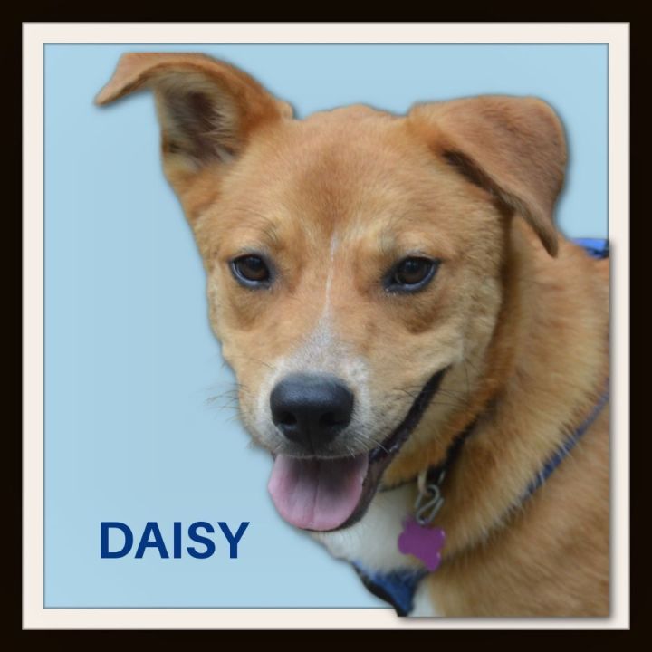 what breed is daisy the dog in wonder